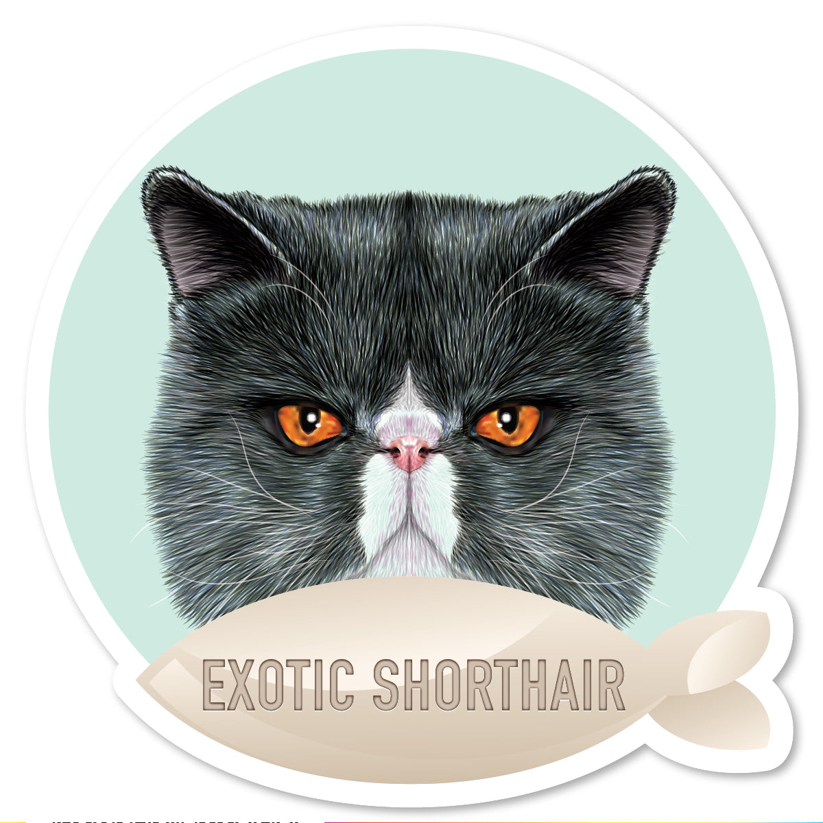 DP-022 | Exotic Shorthair